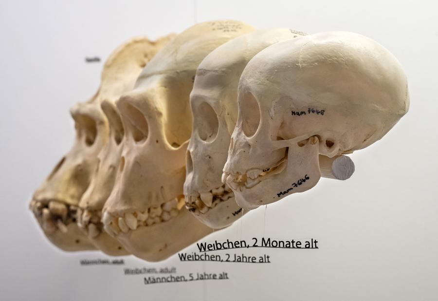 Veränderung der Schädelform (Morphogenese) beim Gorilla