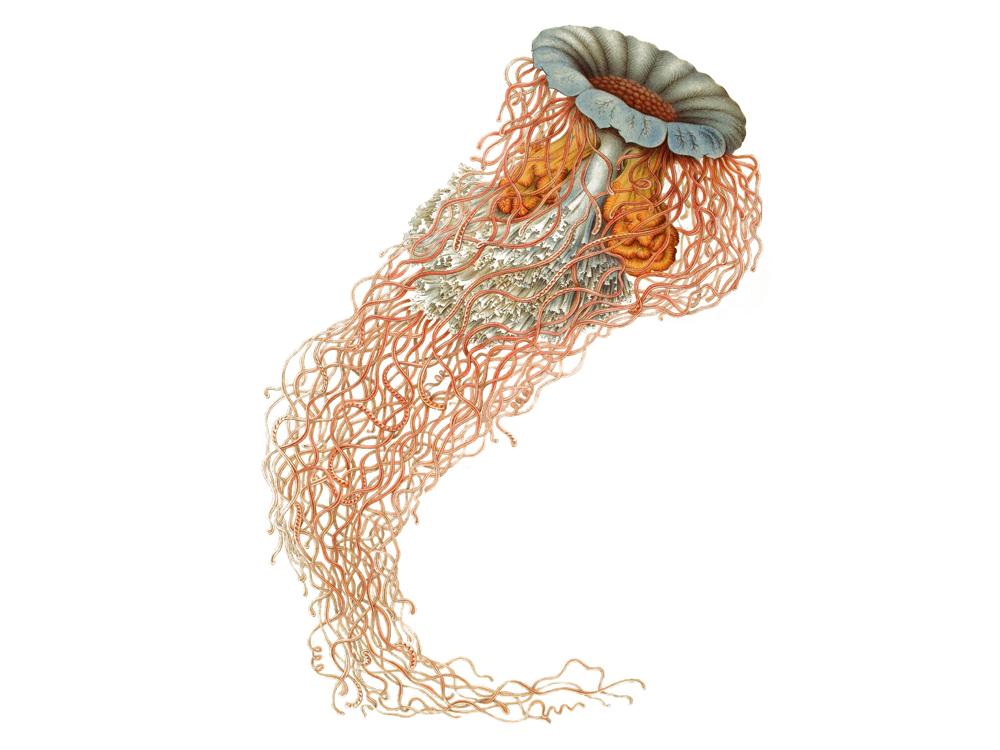 Discomedusa Annasethe, Ausschnitt aus Ernst Haeckel: Kunstformen der Natur, Tafel 8