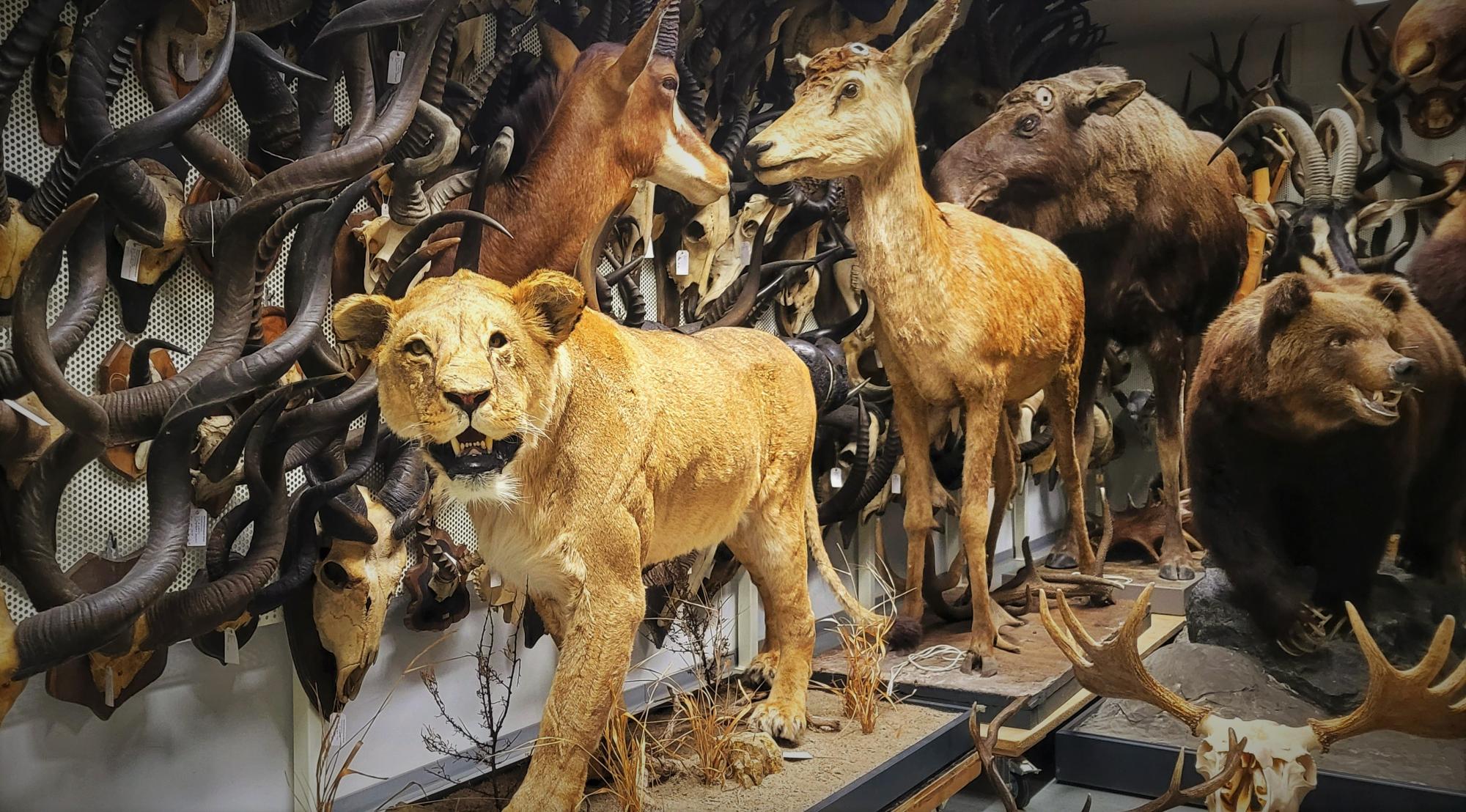 Naturkundemuseum Naturkundemuseum - Blick in die Säugetiersammlung