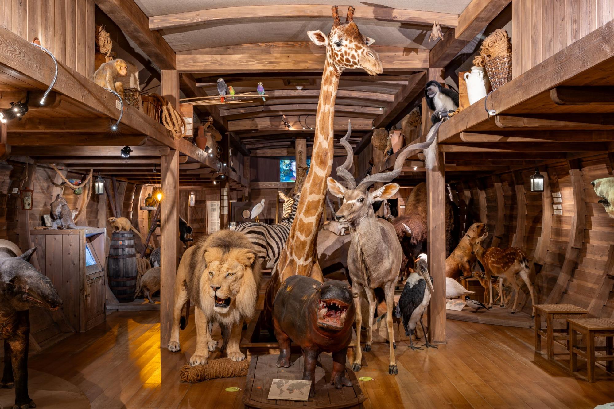 Arche Noah im Naturkundemuseum